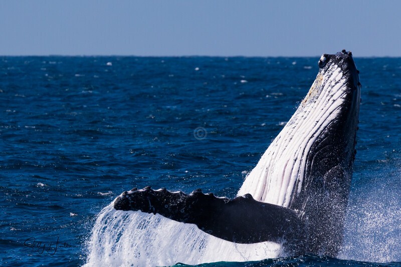 Ocean Breach 2 0A3A3730 - Humpback Whales
