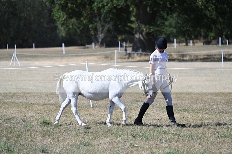 WJ7_1418 - Class 41 Prettiest Mare