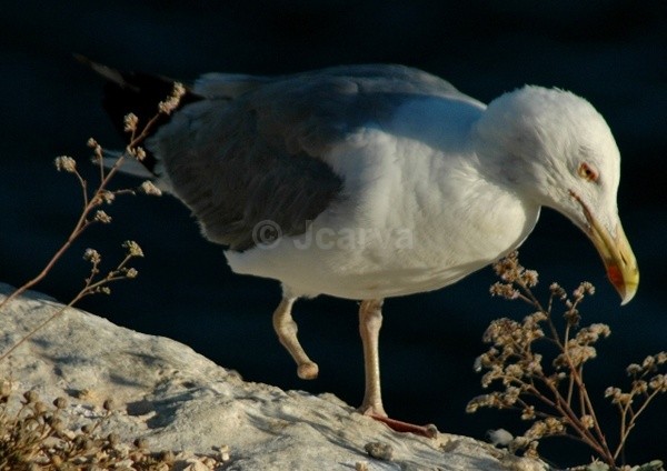 Footless Surviver - Seagulls