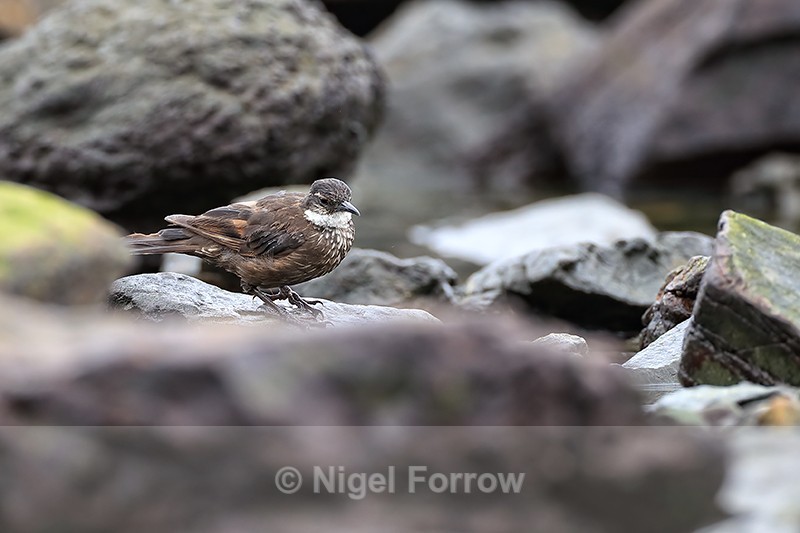 Seaside Cinclodes foraging among rocks, Chile - Seaside Cinclodes