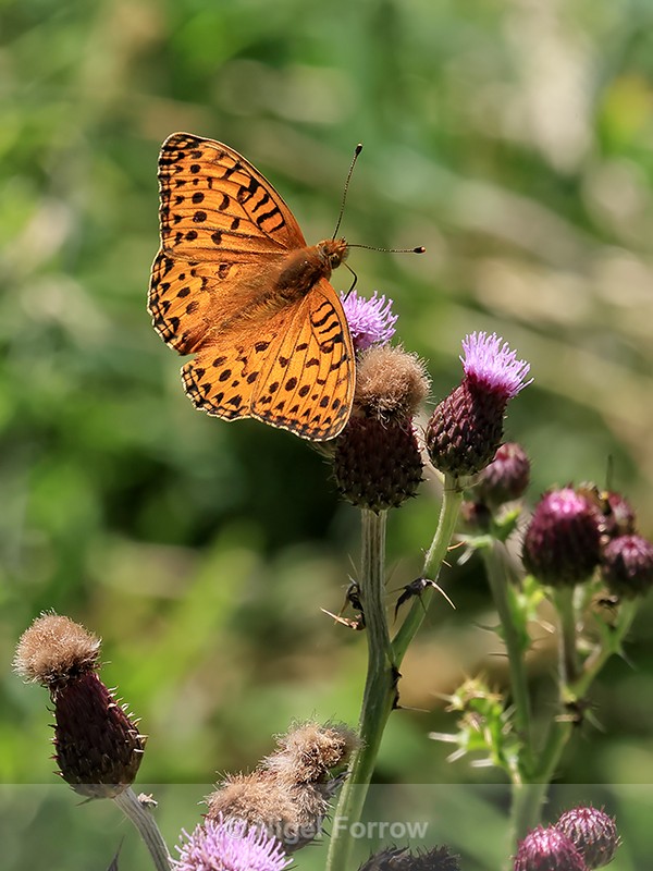 Dark Green Fritillary, Seacombe Bottom, Dorset - INSECTS