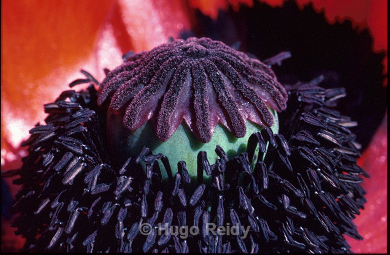 - Macro