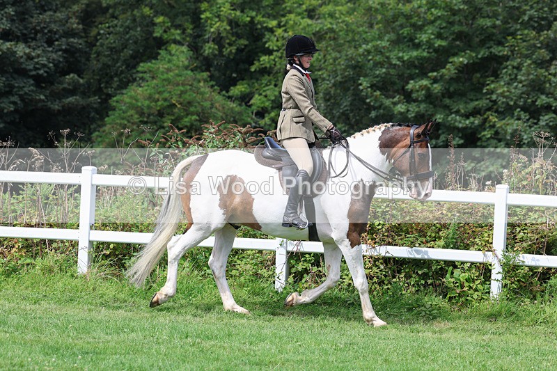 3E7A8631 - Class 5: Working Show Horse