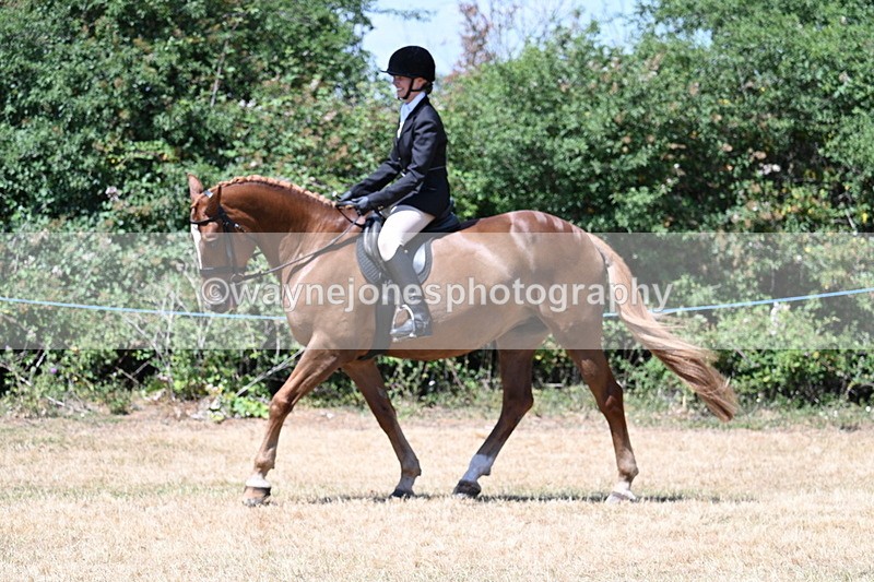 WJ7_2756 - Class 7 Riding Club Show Horse