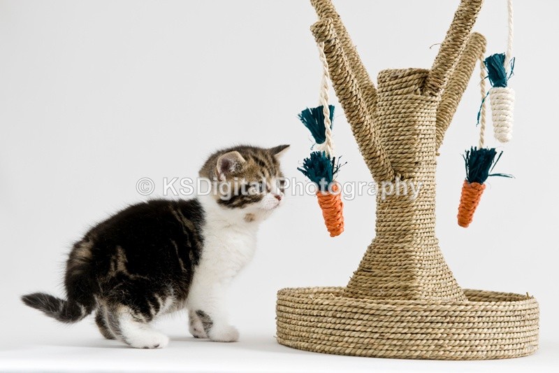  - Tufton British Shorthairs