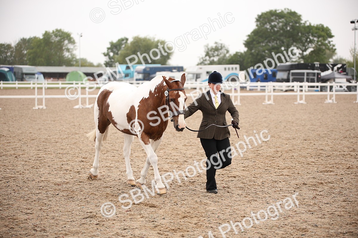 SBM_20137 - Class 702 - IH  Show Horse Pony