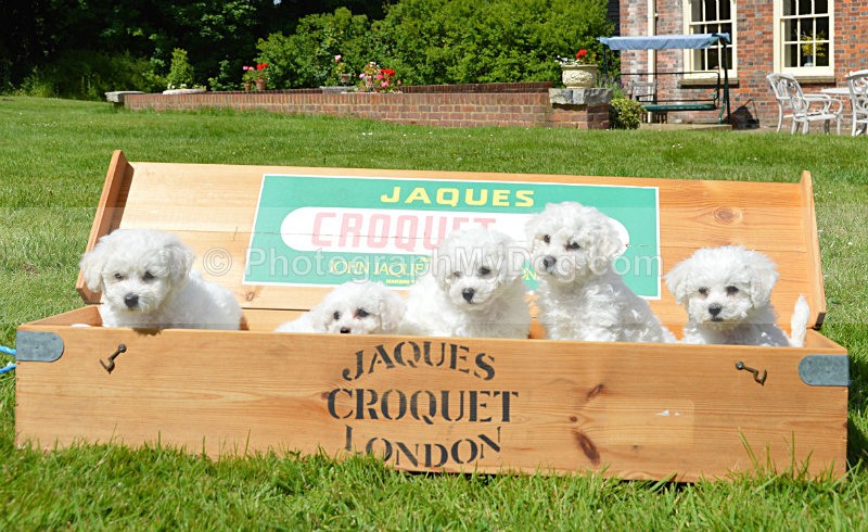  - Bichon Frises