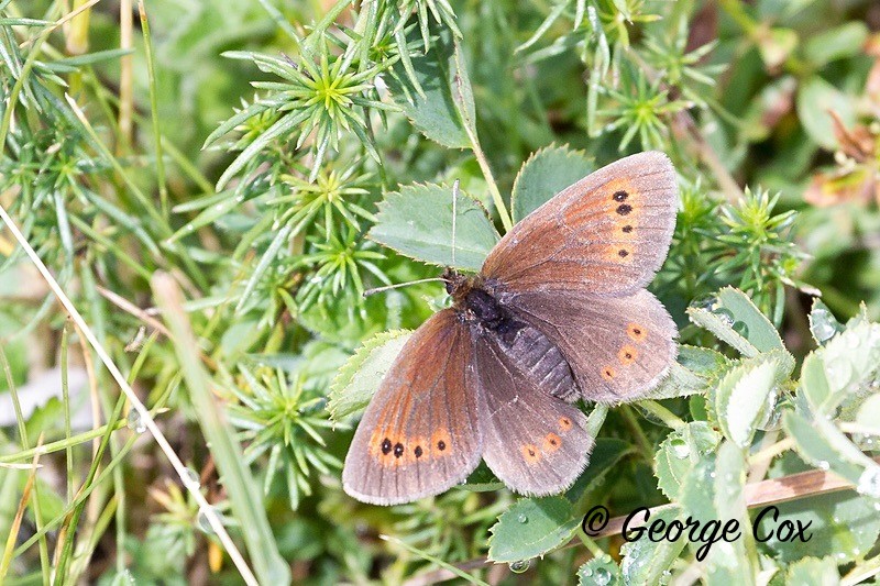 mountain ringlet pyrenees
