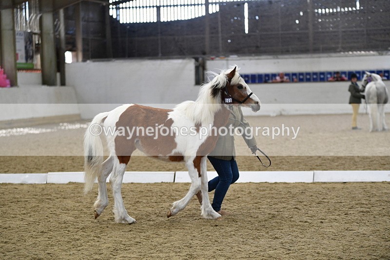 WJ5_4955 - Class 7 In hand coloured / odd coloured