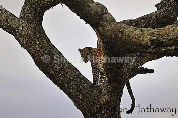  - Tanzania