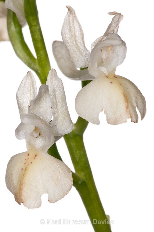 - WB: Orchids - Orchis