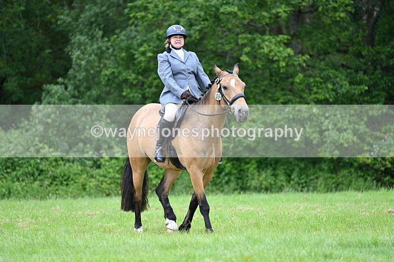 WJ7_4289 - Class 14A Handsome Gelding