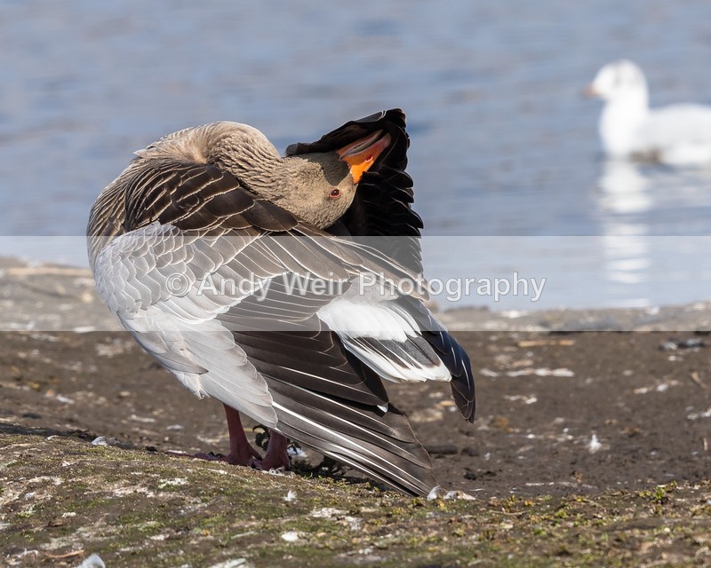 20160320-8E0A2692 - Geese