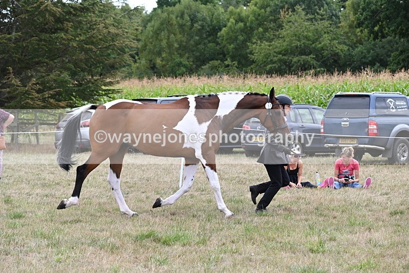 WJ6_6087 - Class 19 In-hand Veterans (Uploaded correct folder)
