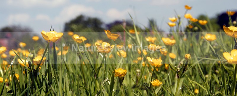 Buttercups - Flora