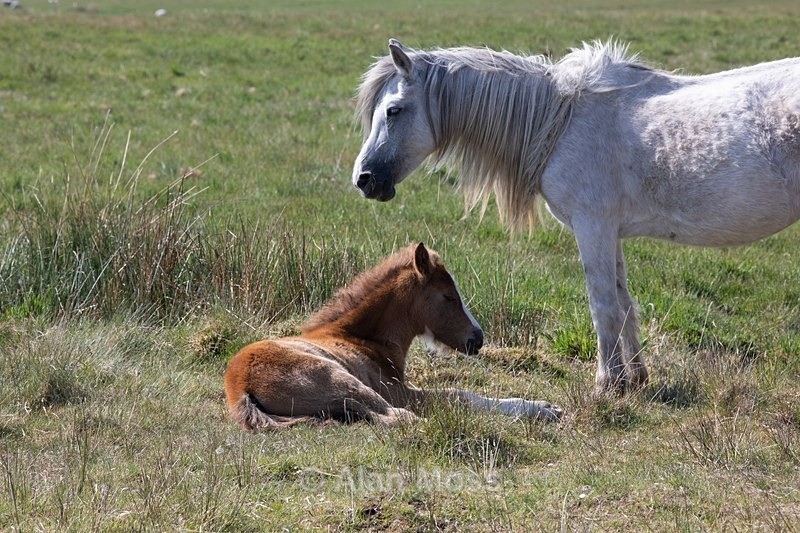  - Wildlife