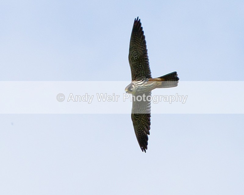 20110904-_MG_6724 - Hobby