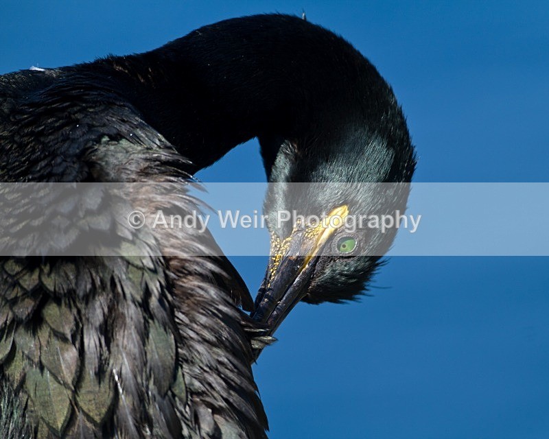 20120531-_MG_9765 - Cormorants & Shags