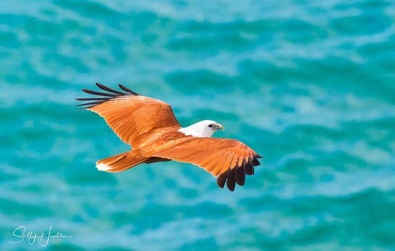Brahminy Kite over the ocean 1