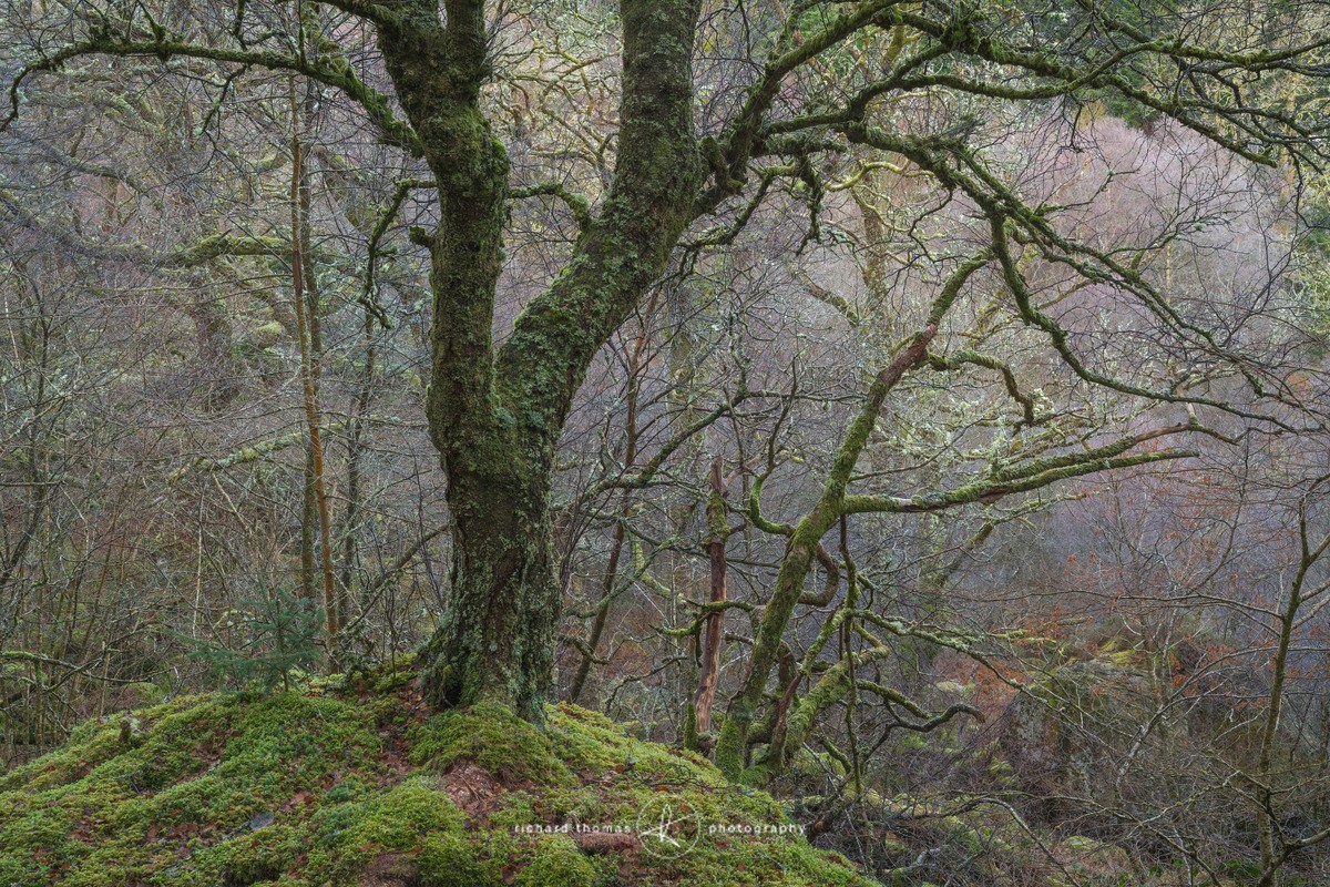 Surveyor - Woodland