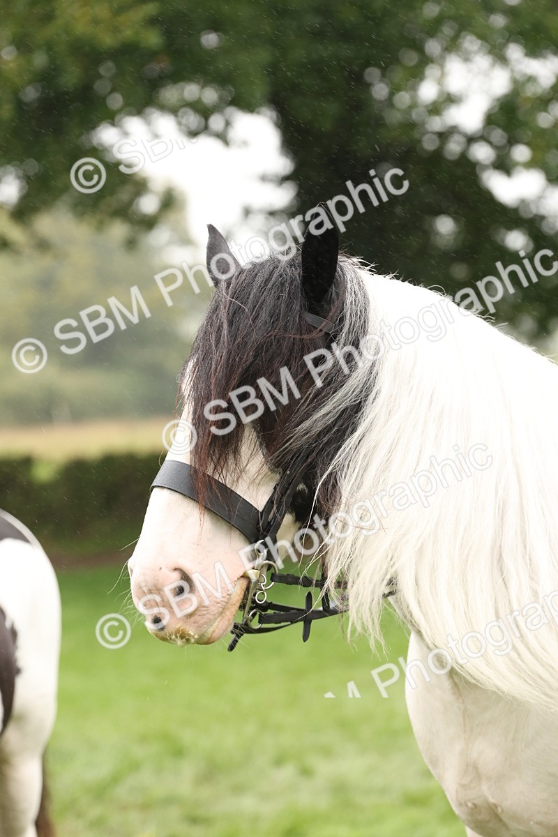 SBM_72782 - S70 - Traditional Cob Ridden