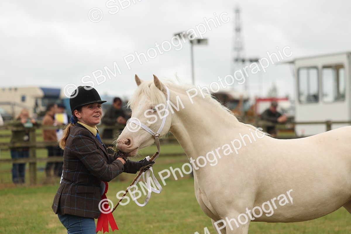 SBM_02410 - Class 50-57 - M&M Welsh Pony In Hand