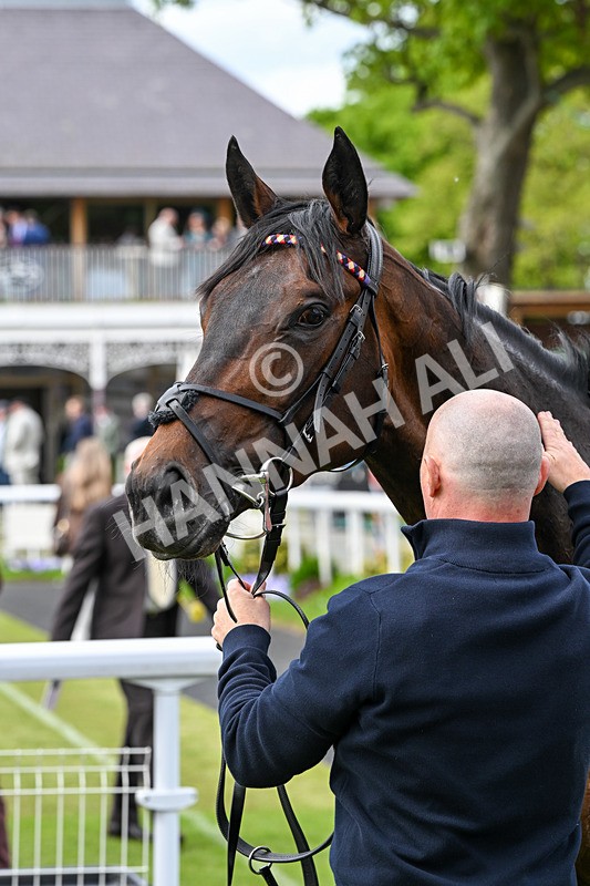 150526-Race 3-Warrant Holder-7630 - Race 3 2.55pm Support Macmillan Charity Raceday On 13 June Handicap