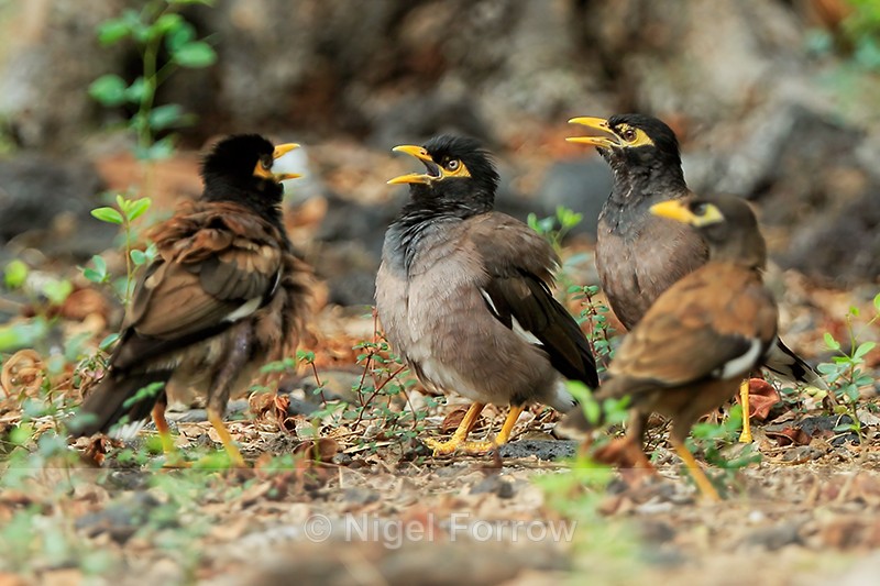 Group of noisy Common Mynas, Hawaii - Common Myna