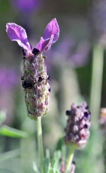 188jpg - Flowers and Nature