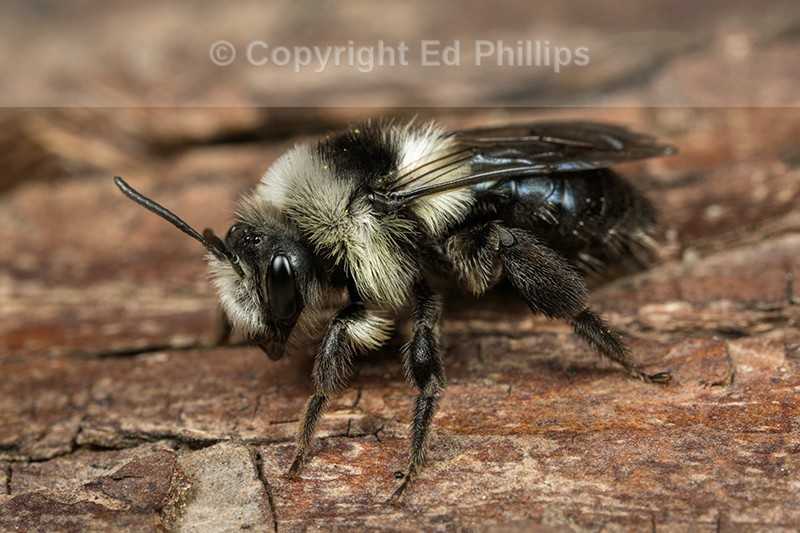 Andrena cineraria (f)