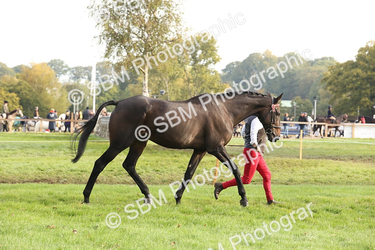 SBM_54669 - S53 - Hunter In Hand