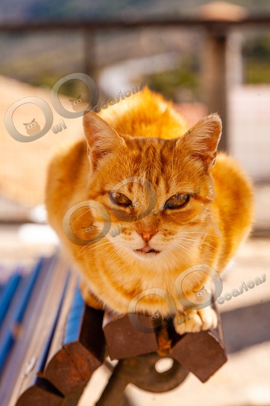 Cat domestic-1074 - Pet Photography