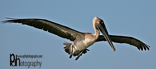 Pelican-flight-1-0649 - Natural World Birds