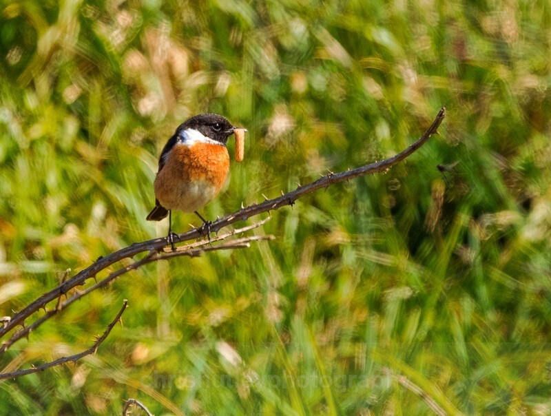  - Birds of Britain and Europe