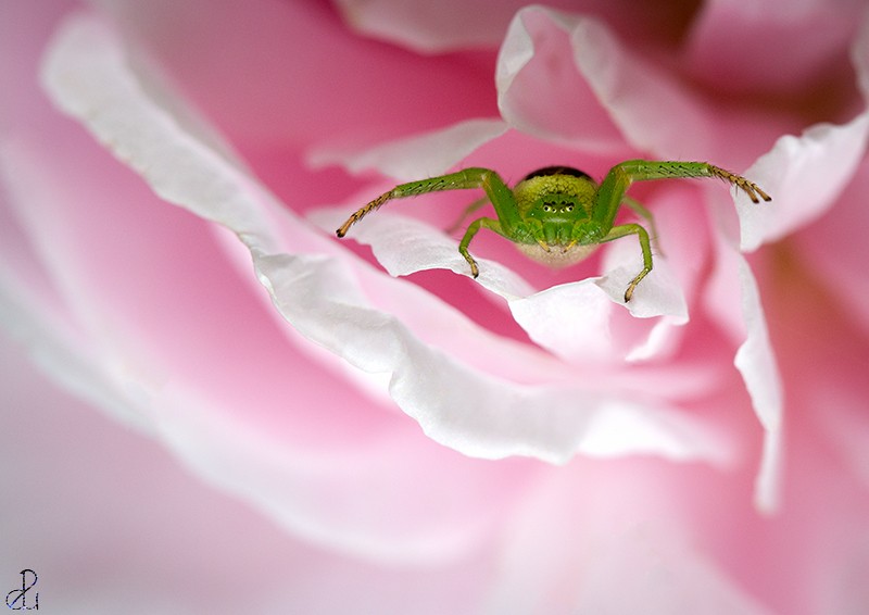 Macro photography by Diana Uzun