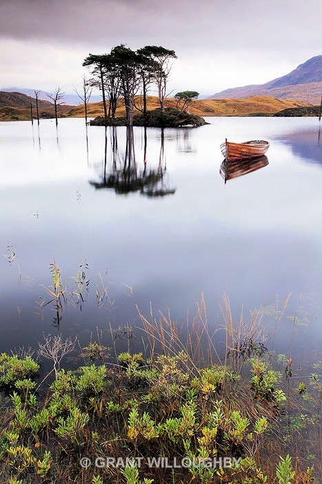 Loch Assynt in the rain - Scots Pines