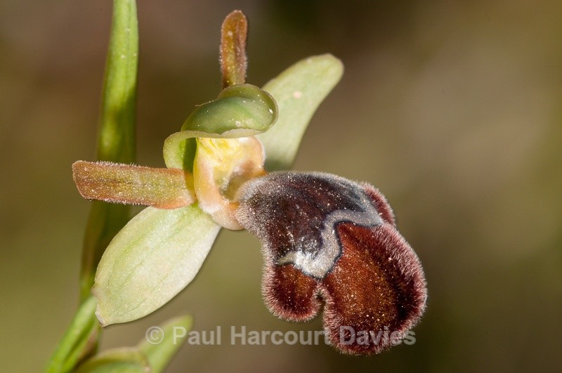  - Orchids - Crete