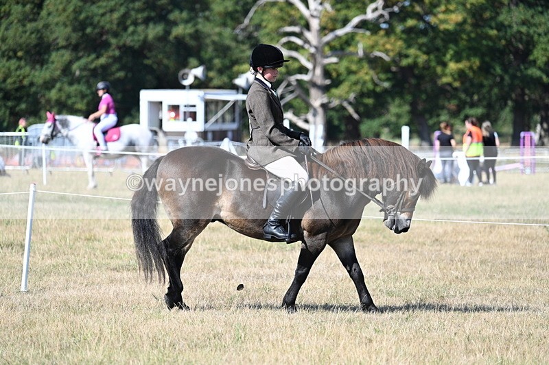 WJ7_3439 - Class 9 Mountain & Moorland Ridden