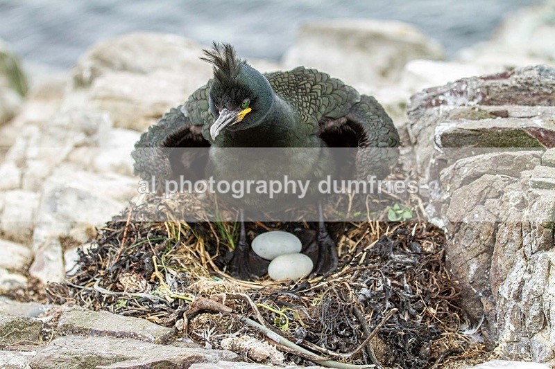 _CNP0855 - Farne Isles