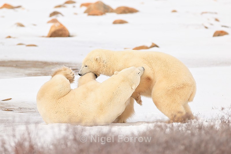 Polar Bear bitten on leg during fight, Churchill, Canada - Polar Bear