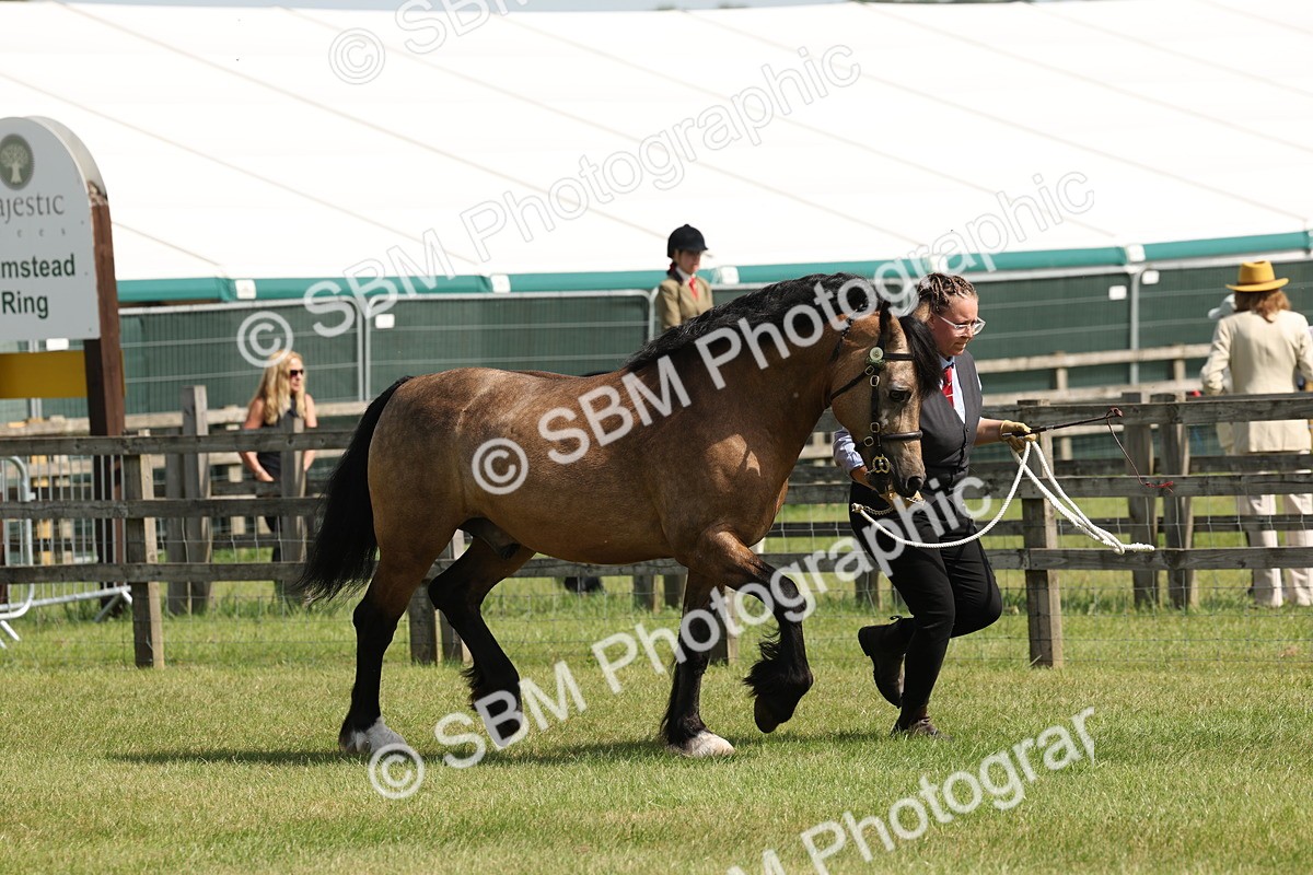 SBM_02283 - Class 6-13 - Mountatin and Moorland In Hand Welsh Breeds