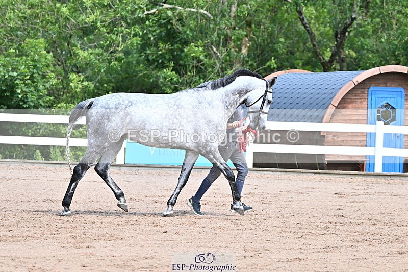 240718A-105238-00951 - Trot Up 11am to 12pm