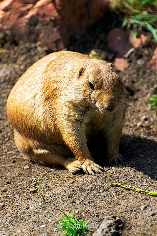 Black-tailed Prairie Dog - DSC_9607 - Black-Tailed Prairie Dogs