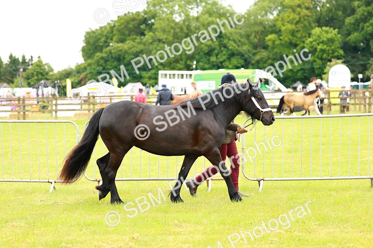 SBM_00348 - Class 58-67 - M&M Non Welsh Pony In hand
