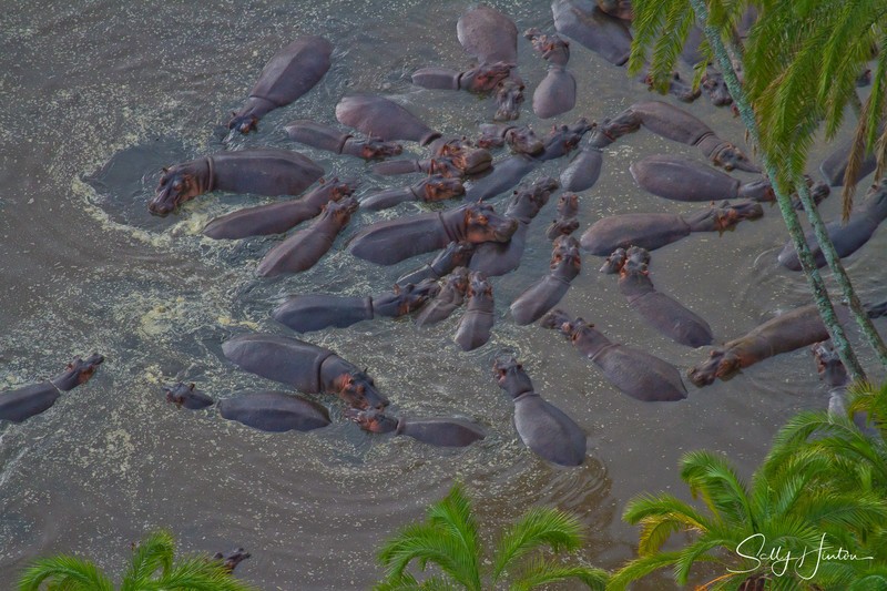 Hippos from above