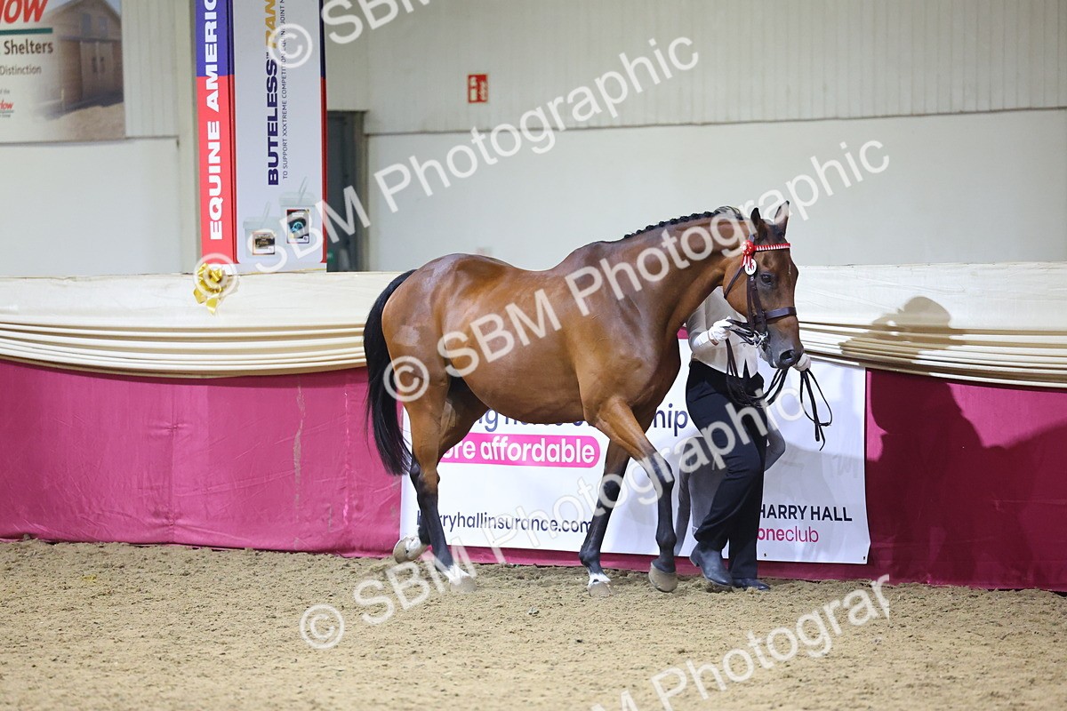 SBM_18788 - Class E IH Horse Champ