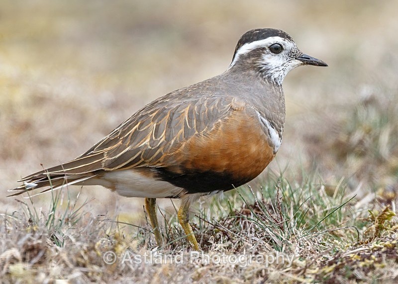 Astland Photography, Bird and Wildlife Images, Susan and Peter Wilson, U.K.