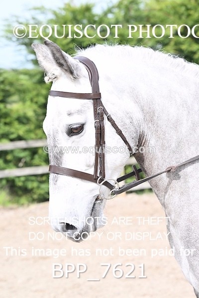 BPP_7621 - RING 1  (RIDDEN HORSES / IN HAND / VETERAN ETC)