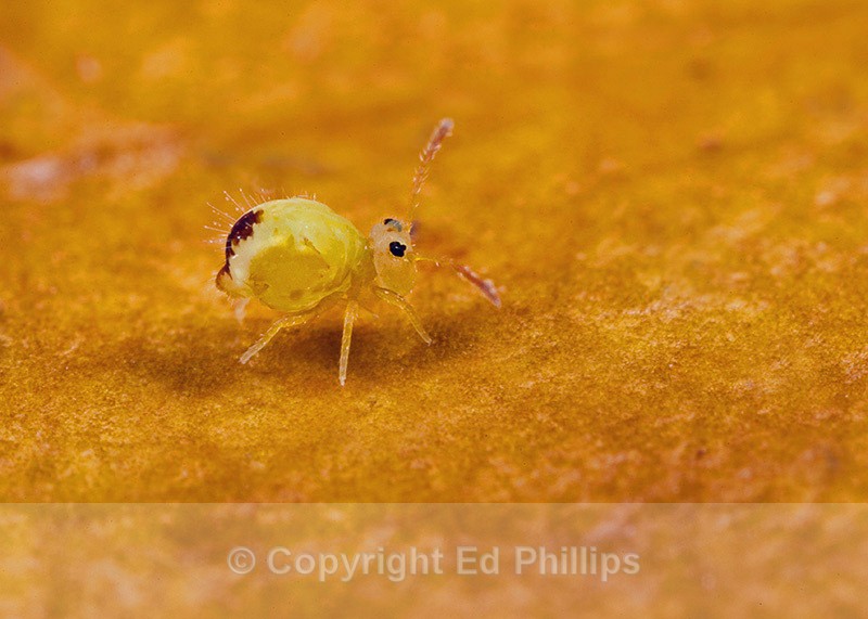Dicyrtomina minuta - Dicyrtomina minuta
