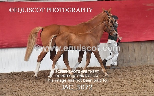 JAC_5072 - 9 Zinzipan